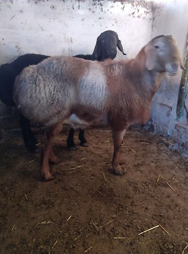 Баран, овца: Продаю | Баран (самец) | Для разведения | Племенные — 6