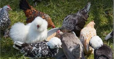 Pişiklər: Qafqaz çoban iti