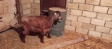 Keçi, çəpiş: Super təmiz qan hələb keçisi. Birinci qarın doğacaq İNŞƏALLAH. Başı — 1