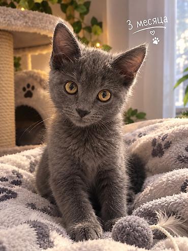 кот манчкин: Кошка даром: Бомбейская, 3 месяца, Девочка, Приучена к лотку — 1