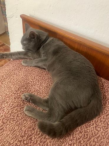 для котиков: Пропала : Сиамская, Мальчик, Серый — 2