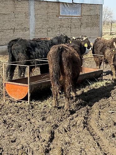 Коровы, быки: Продаю | Музоо, торпок | На откорм — 8