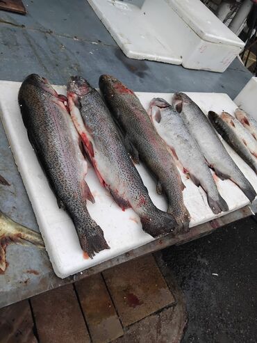 Balıq və dəniz məhsulları: Siyezen deniz baliqi optavoy ve tek tek Bakida istenilen yere — 3