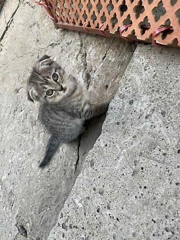 скотский рынок: Котята шотландские вислоухие и прямоухие, домашнего выращивания. - — 6