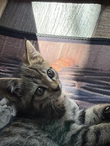Животные: 🐾 Котята ищут добрые и любящие руки! 🐾 Отдаем очаровательных котят в — 2