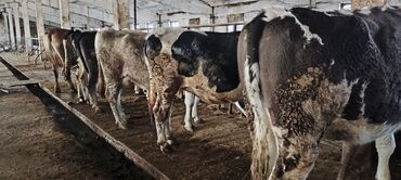 Коровы, быки: Продаю | Корова (самка) — 10