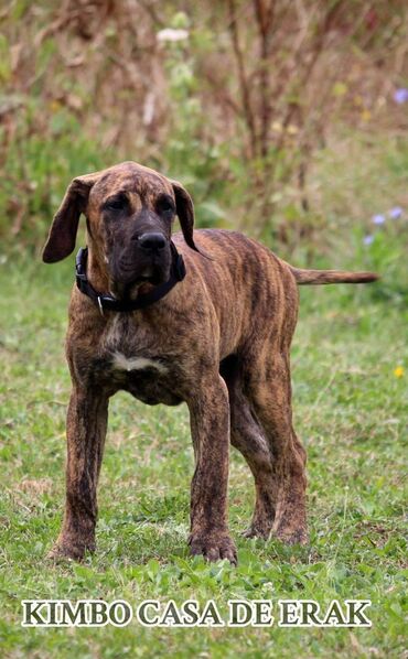 Psi: Štenci Presa Canario, ostenjeni 24.5.2023 godine. Kuba Kira je rođena — 15