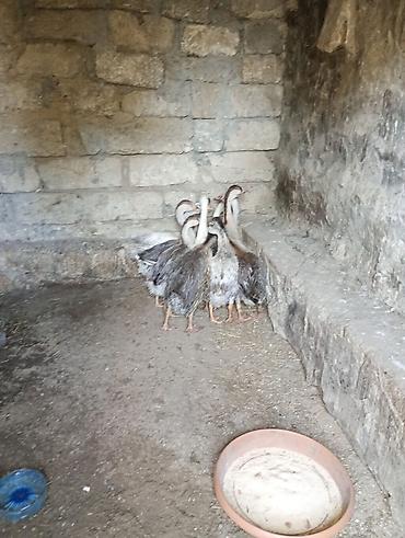 rakuşka satışı: Erkək, | Linda, Damazlıq, Ünvandan götürmə — 10