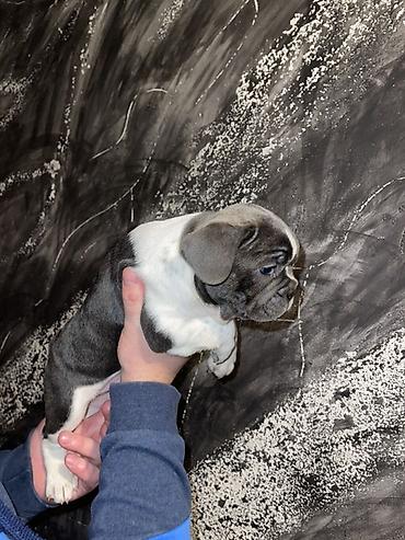 Psi: Francuski buldog štenci – merle i bele šare, plave oči - Rasa — 14