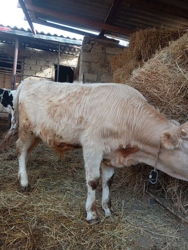 Dana, buzov: Damazlıq ve etlik danalar satılır unvan bine — 6