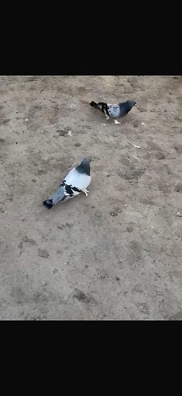 goyercin bazari: 2 Erkey Delfin satılır ciddi alıcılar yazsın 
Elaqe 0504240736 — 2