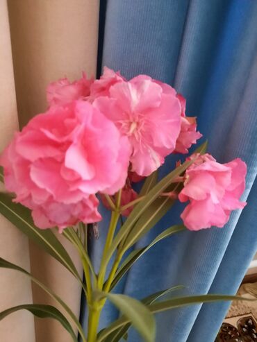 обмен на комнатные растения: Олеандр махровый розовый 150 с.ЦУМ