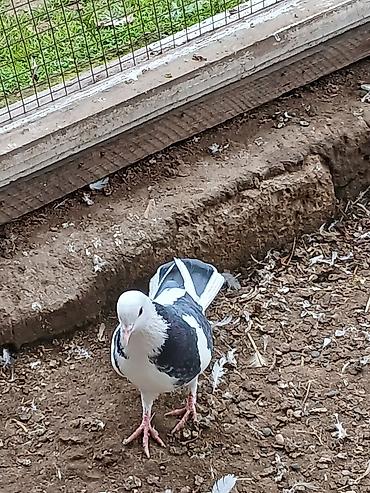 Göyərçinlər: Qiymət hamısına aitdir qiymətdə razılaşmaq olar — 6