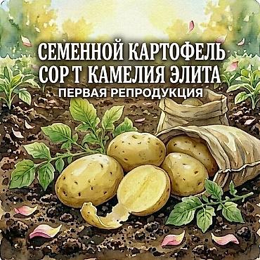стол обеденный для маленькой кухни: Семенной картофель, сорт «Камелия Элита», первая репродукция — 1