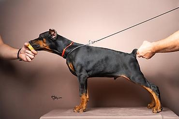 obuca ps: NA PRODAJU STENAD DOBERMANA IZ ODGAJIVACNICE: HEAVENLY WARRIOR — 2