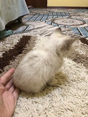 Отдам даром кошку: Кошка даром: Сиамская, 1 месяц, Мальчик — 2