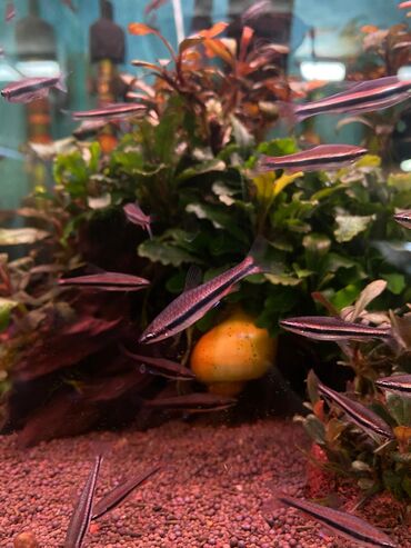 Аквариумы: Green Aqua — рыбки и растения для аквариума 🐟🌿 ▪️ Пресноводные рыбки и — 12