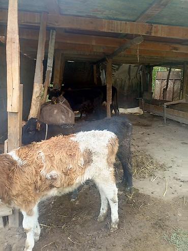 А/ч жаныбарларын сатам: Сатам | Уй (ургаачы), Бука (эркек), Кунаажын — 4