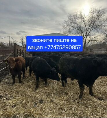 Коровы, быки: Продаю | Корова (самка), Бык (самец) | Ангус, Герефорд, Голштин | Для молока