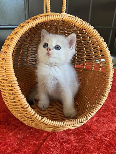 кошка в бишкеке: Скотиш Страйт (Шотландская прямоухая), 2 месяца, Девочка, Золотая шиншилла, Приучена к лотку — 3
