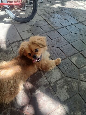 İtlər: Pekines, 4 ay, Erkek, Peyvəndli, Ünvandan götürmə