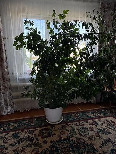 искусственные листья для декора: Продаются два больших комнатных растения Шеффлера (Schefflera — 3