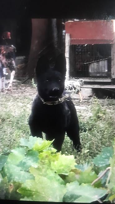 овчар: Колли, 3 месяца, Самец — 4