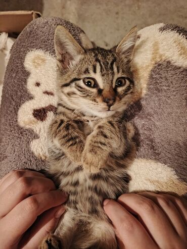 сиамская вислоухая кошка цена: Табби