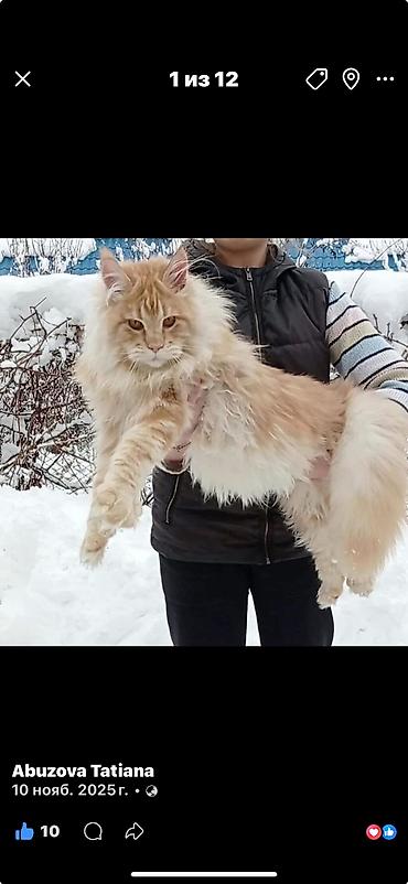 кошк: В нашем питомнике Elsonite подрастают невероятные котята Мейн Кун — — 9