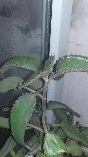xlorofitum bitkisi: Satilir bag qumile ekmisem evde becerirem boyunnan asili olaraq