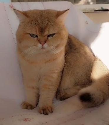 Pişiklər: Britan — 10