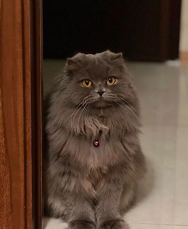 qaz bal: Britan, Erkək, Cütləşmə üçün — 3