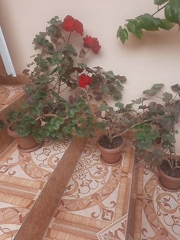 Çöl bitkiləri: Qırmızı çiçəkli sardunya (geranium) saksı gülləri 4 eded qiymeti 30 — 3