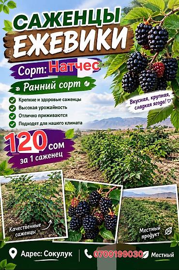 саженцы черника: Саженцы ежевики, сорт Натчес (ранний сорт). Характеристики: - Крепкие — 1