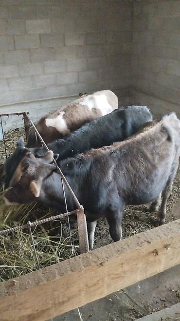 жалал абад кошки: Продаю | Бык (самец) — 4