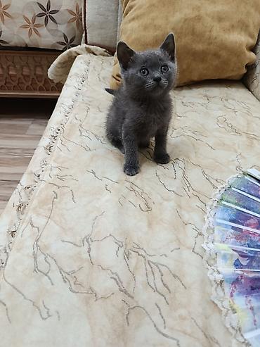 Boz rəngli balaca pişik balası - Cins: qısa tüklü, bədən quruluşu lalafo.az -da Boz rəngli balaca pişik balası - Cins: qısa tüklü, bədən quruluşu