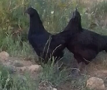 Hinduşka: Erkək, Kanada, Holland, Amerika, Damazlıq, Pulsuz çatdırılma — 21