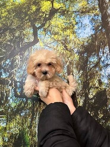 Psi: Maltipoo vrhunske genetike u registrovanoj odgaivacnici Bahu Djokovic — 5