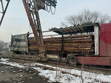 Тегерек жыгачтар: Всегда свежий! Продаем кругляк, кругляки сорт сосна, диаметр от 10 см — 5