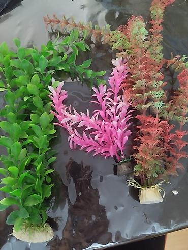 akvarium satilir: Dördbucaq akvarium, 80 l — 4