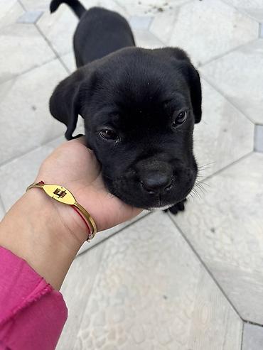 it damı: Kane-Korso, 1 ay, Erkək, Ünvandan götürmə — 7