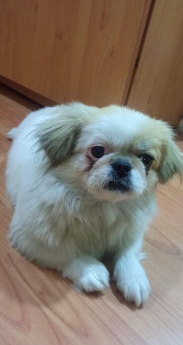 İtlər: Pekines, 2 il, Dişi, Peyvəndli, Ünvandan götürmə, Ödənişli çatdırılma