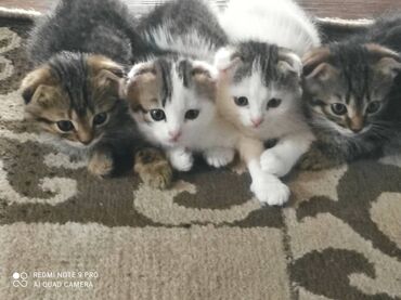 Коты: Продаю весооухих котят.возраст1 месяц
к лотку приучены 
цена 1000 сом