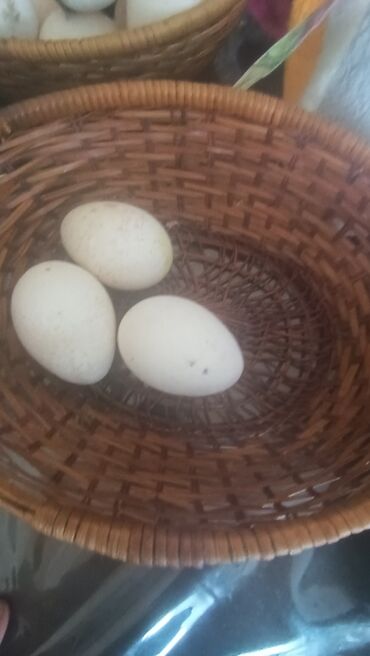 домашнее яйцо: Жумуртка индюк 110сомдон Арча бешик