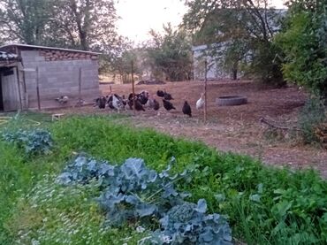 Продажа домов: Времянка, 53 м², 3 комнаты, Собственник — 20