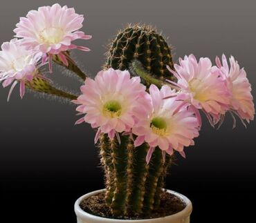 Хлорофитумы: Хлорофитумы. распродажа Хлорофитум - можно по праву назвать — 27