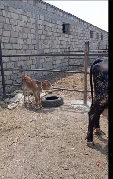 Inəklər, öküzlər: Dişi, il: 3, 550 kq, Damazlıq, Ödənişli çatdırılma