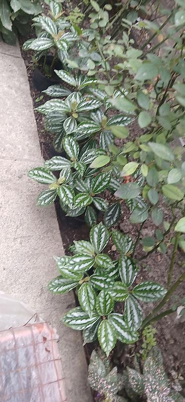 bitki dermanlari: Hipestes (Hypoestes phyllostachya) – “çəkilli yarpaq” dekorativ bitki — 3