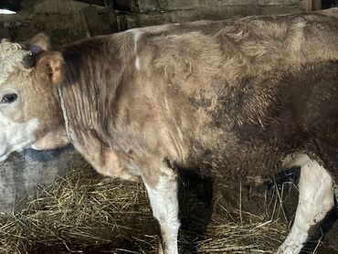 Inəklər, öküzlər: Erkək, il: 1, 100120 kq, Damazlıq, Ətlik, Ünvandan götürmə — 7