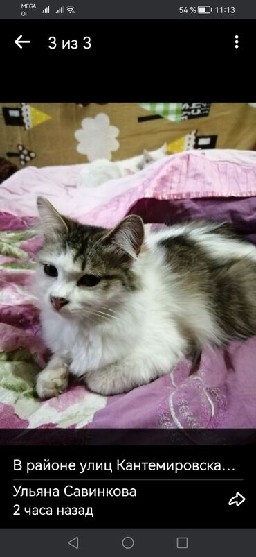 Коты: Пропал молодой котик-Пушистик.Пересечение Кантемировская+Салиевой